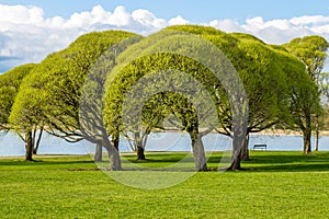 Park view with green trees