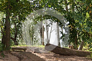 Park view with trees wooden log and ladders and bench