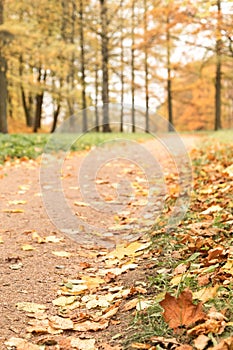 Park walkway in autumn. Fallen foliage on the way. Autumn concept