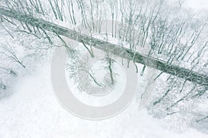 Park in winter. aerial view of beech trees and park ground covered with first snow