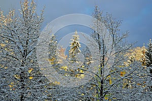 Park in winter