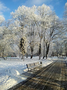 Park in winter snow