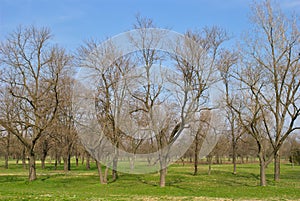 Park in Winter - Trees with no leafs