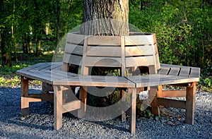 Park wooden brown bench encircles  linden trunk circle polygonal shape with backrest and gravel below around the park or forest