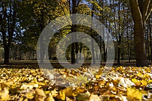 landscape in the park with yellowing maple foliage in sunny weather photo