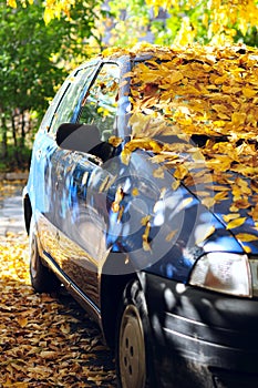 Parked car covered with yellow leaves