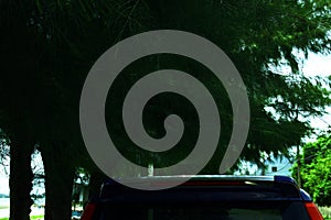 Parked Car Tropical Journey Green Pine trees Natural Background