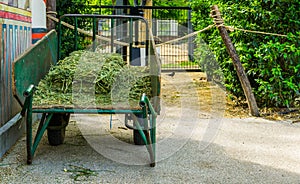 Parked large wheelbarrow loaded with cut grass, gardening equipment