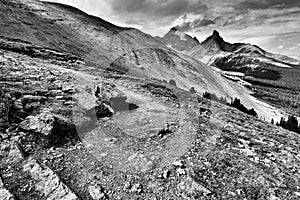 Parker Ridge Hiking Trail Banff National Park