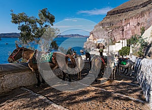 Parking of donkeys. The city of Thira. The island of Santorini. Greece.