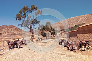 Parking donkeys in Tarabuco, Bolivia