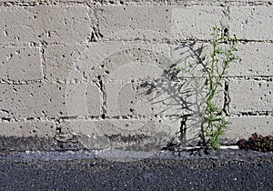 Parking Lot Weed