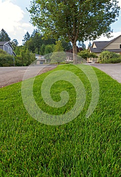 Parking Strip with Green Grass Closeup