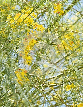 Parkinsonia aculeata blossom photo