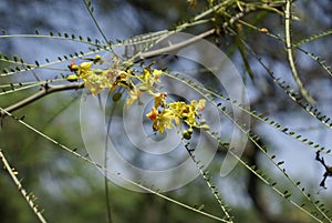 Parkinsonia aculeata, Palo verde