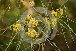 Parkinsonia aculeata in Sacher Park Jerusalem