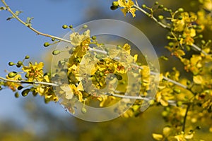 PARKINSONIA FLORIDA BLOOM - TWENTYNINE PALMS - 050120 D photo