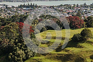 Parkland above Auckland suburb
