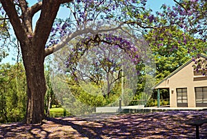 Parkland with Jacaranda Trees