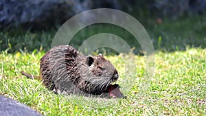 Parks on the green grass nutria lies under the rays of the sun and gnaws food