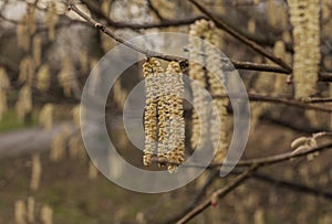 Parks of London - branches in winter.