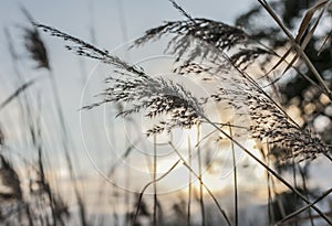 Parks of London, England - reeds and sunset.