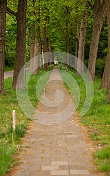 Parksteeg met aan de zijkanten een stenen pad