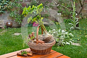 Parley, Celery and Carrots