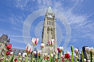 Parliament Building Ottawa and Tulips #2