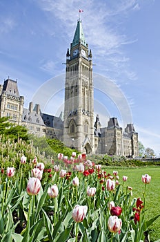 Parliament Building Ottawa and Tulips #3 photo