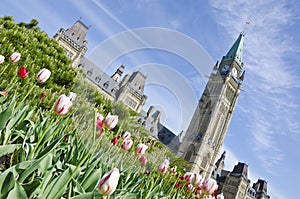 Parliament Building Ottawa and Tulips #4 photo