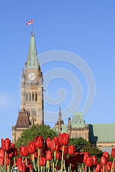 Parliament - Spring Morning