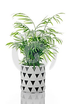 Parlor palm in a black and white ceramic pot