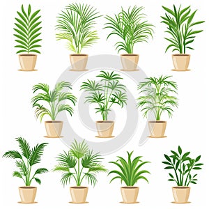 Parlor Palm (Chamaedorea Elegans, Neanthe Bella Palm) Pot Plant Icon Set, Parlor Palm Plant Flat Design