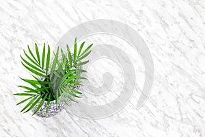 Parlor palm leaves in a granite vase on marble background