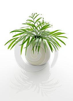 Parlor palm leaves in a white vase with reflection