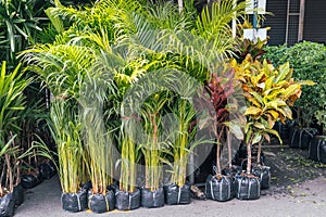 Parlor palm plant Chamaedorea elegans Araceae bamboo Croton at the farm market selling plants for interior or garden