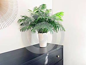 Parlor palm plant decorating black wooden dresser