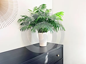Parlor palm plant decorating black wooden dresser photo