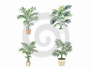 Parlor Palms - Elegant Illustration of Indoor Greenery