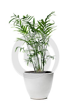 Parlour Palm. Chamaedorea Elegans in pot isolated on white background