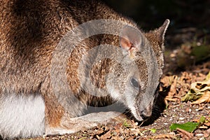 A parma wallaby