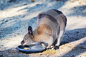 Parma wallaby feeding