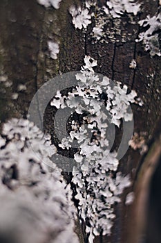 Parmelia on the tree. Gray lichen on a tree branch. Abstract image, macro, beautiful texture. Grayscale, natural texture. photo