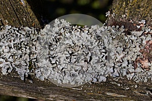 Parmelia sulcata lat. Parmelia sulcata - type of lichen genus Parmelee Parmelia