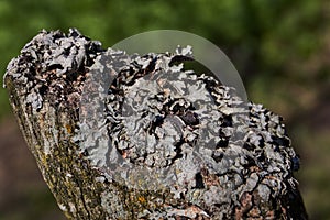 Parmelia sulcata lat. Parmelia sulcata - type of lichen genus Parmelee Parmelia.