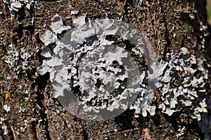 Parmelia sulcata lat. Parmelia sulcata - type of lichen genus Parmelee Parmelia.