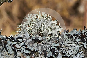 Parmelia sulcata lat. Parmelia sulcata - type of lichen genus Parmelee Parmelia.