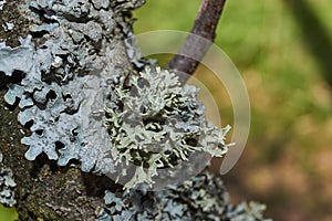 Parmelia sulcata lat. Parmelia sulcata - type of lichen genus Parmelee Parmelia.