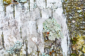 Parmelia sulcata lichen on birch bark. Macro